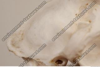 photo reference of skull 0041